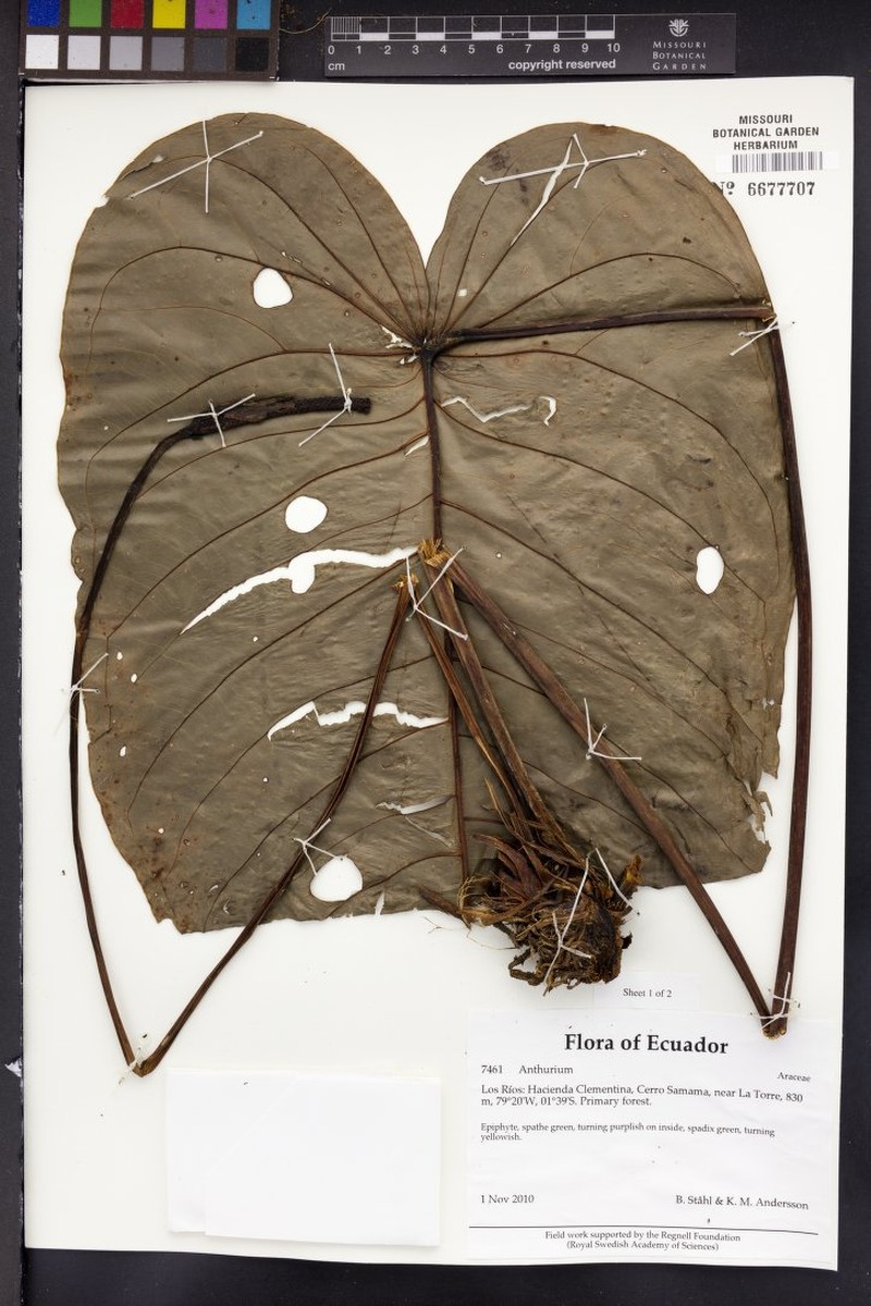 Anthurium longicaudatum photo 2