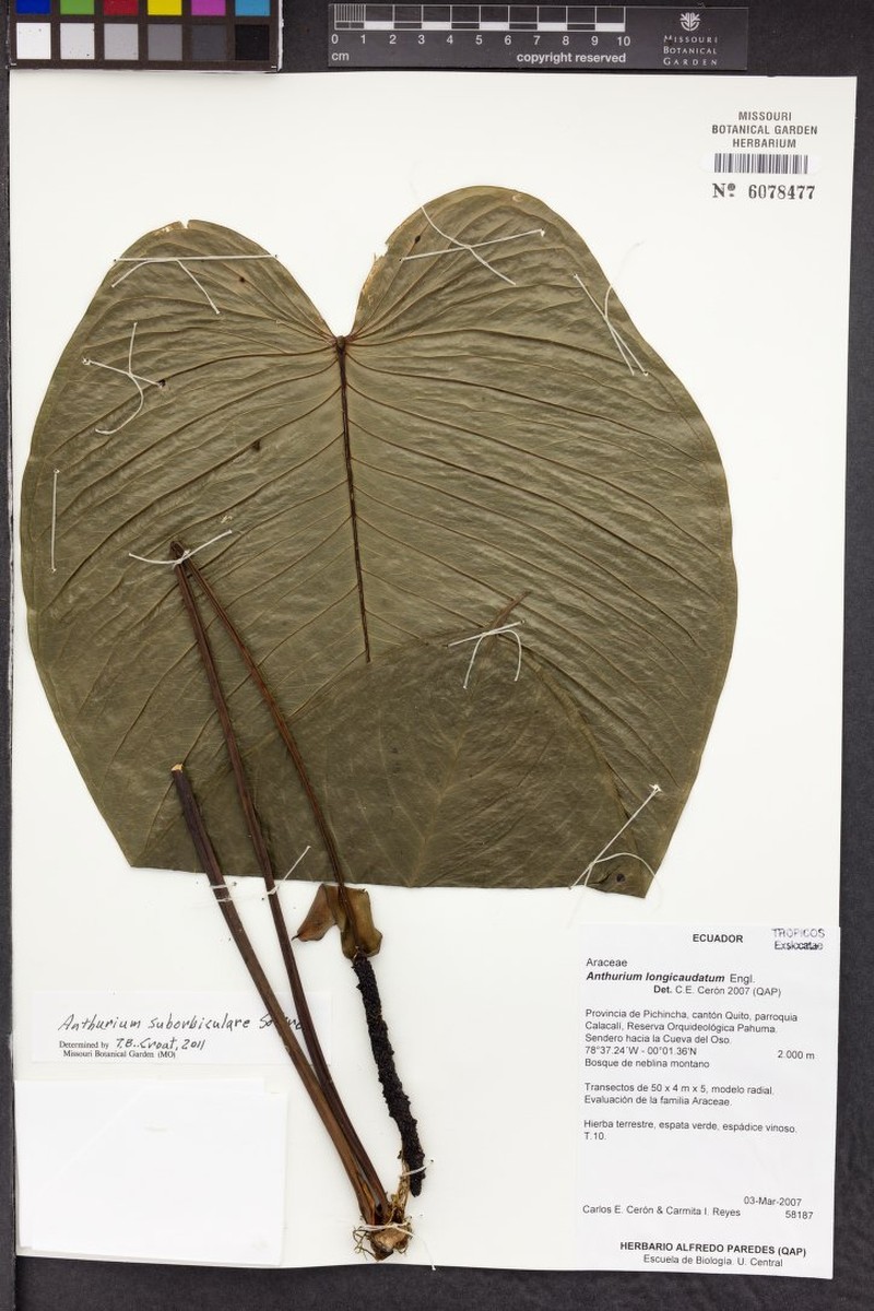 Anthurium longicaudatum photo 3