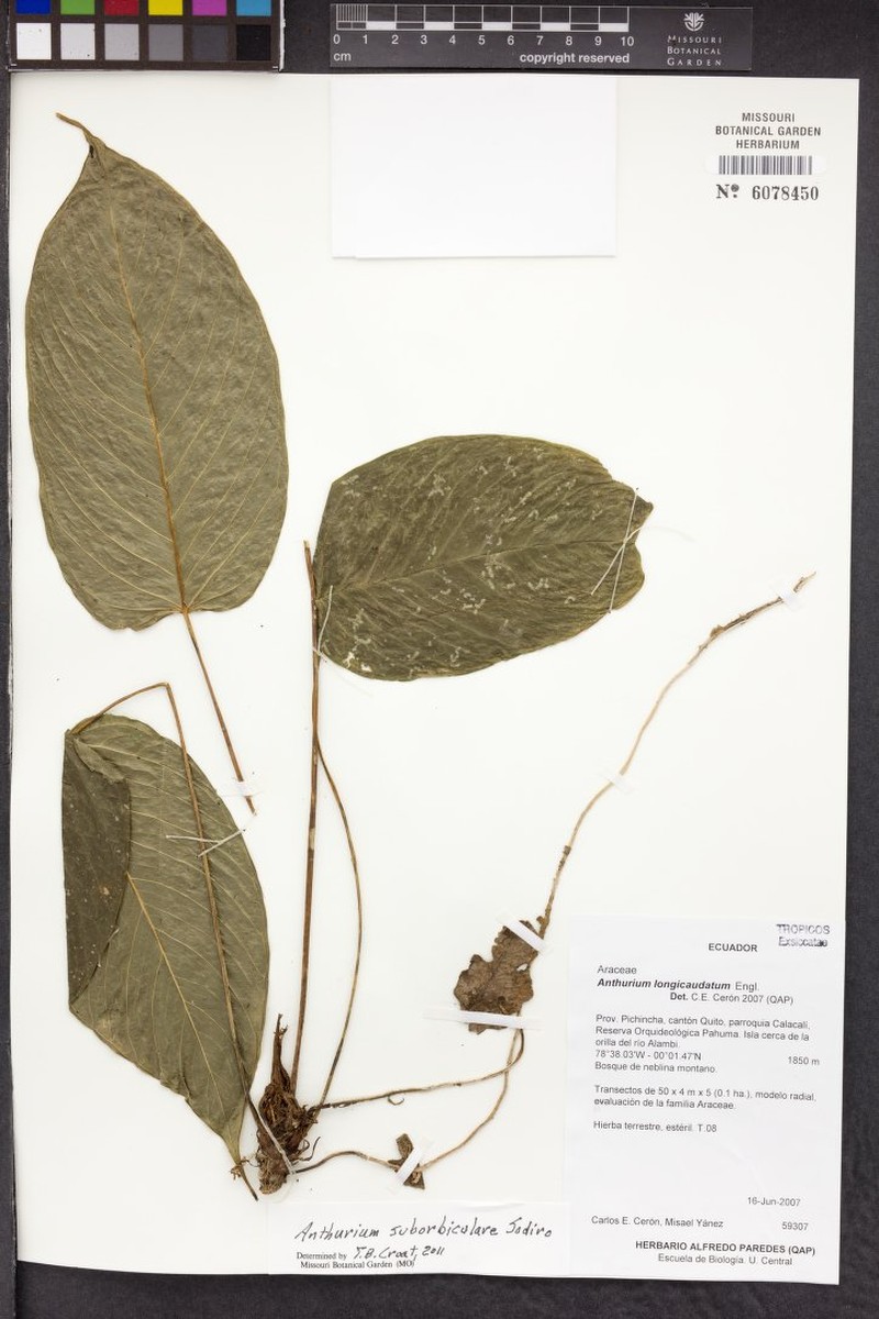 Anthurium longicaudatum photo 4