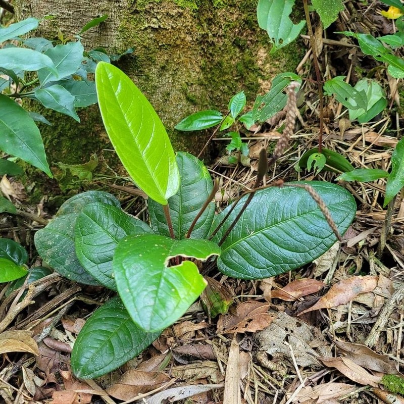 Anthurium longicuspidatum photo 3