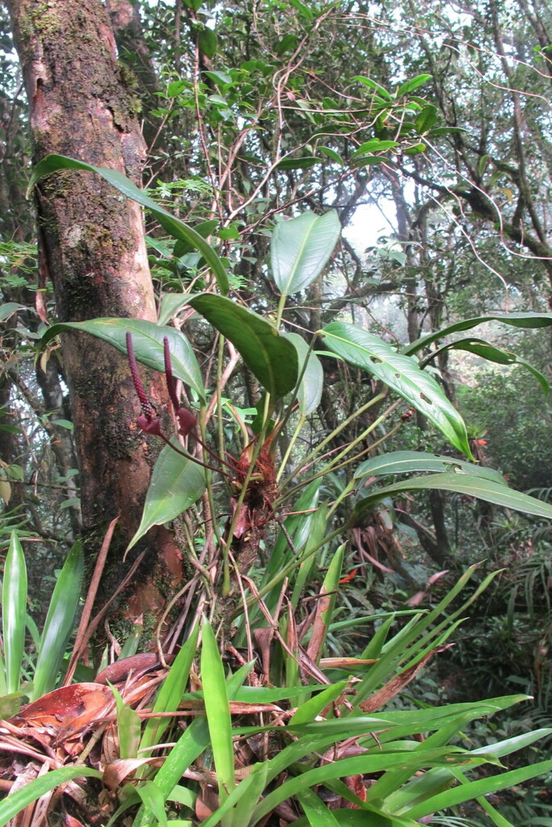 Anthurium longicuspidatum photo 4