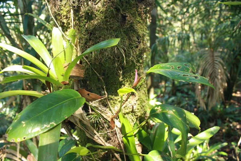 Anthurium longicuspidatum photo 2