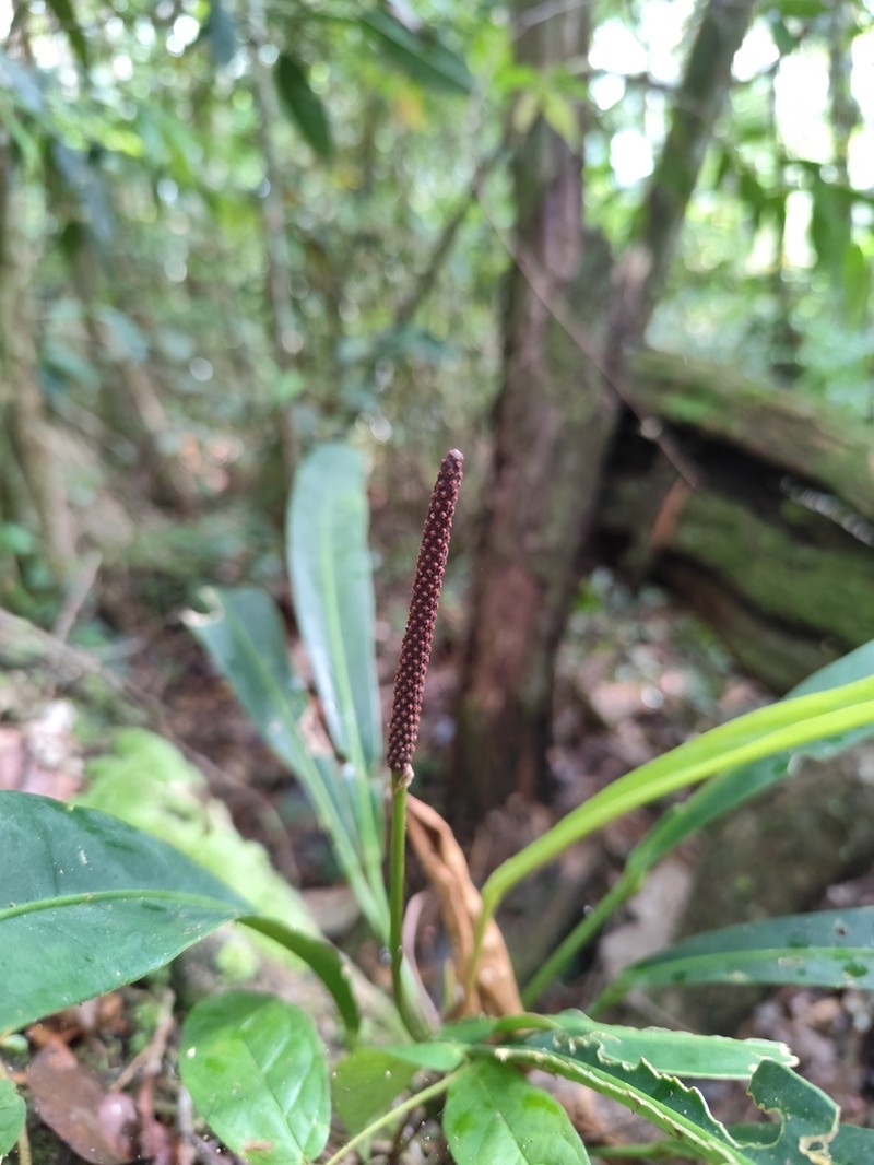 Anthurium longifolium