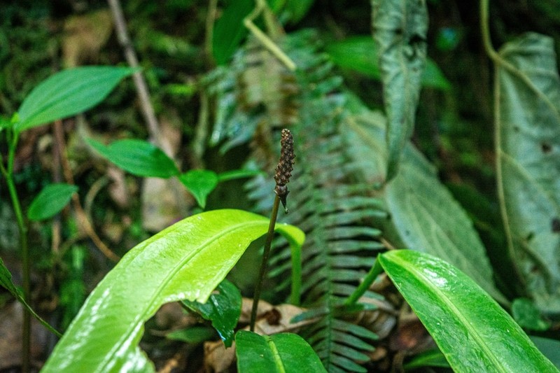 Anthurium longifolium photo 2