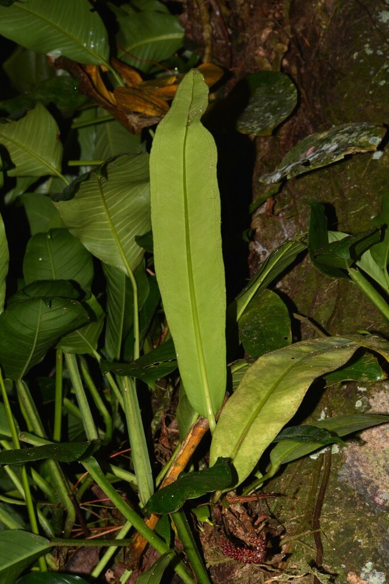 Anthurium longifolium photo 3
