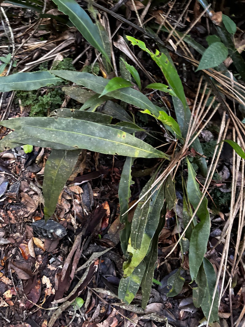 Anthurium longifolium photo 5