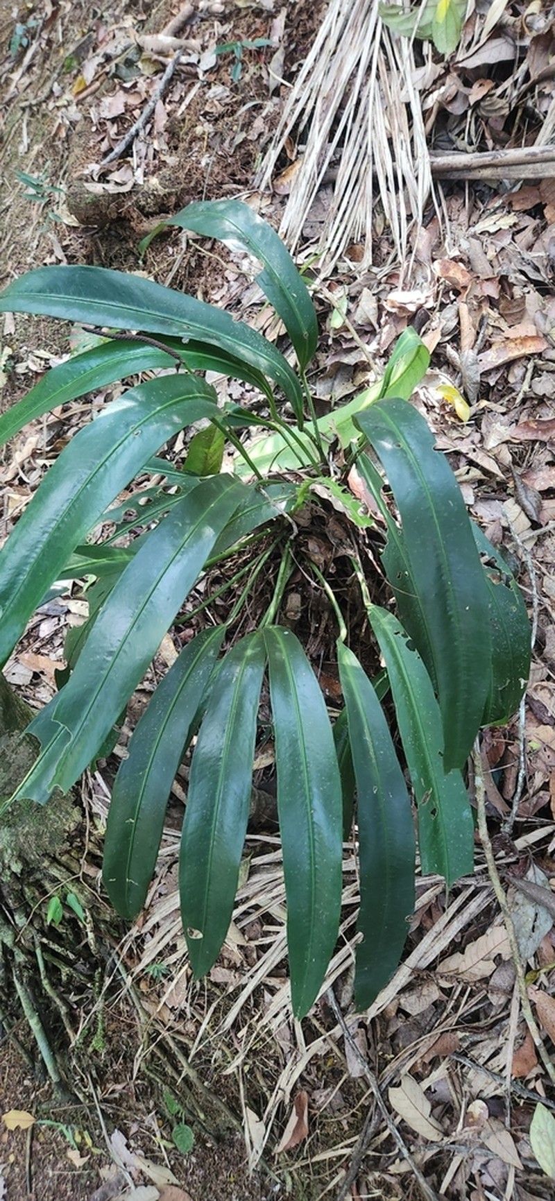 Anthurium longifolium photo 6