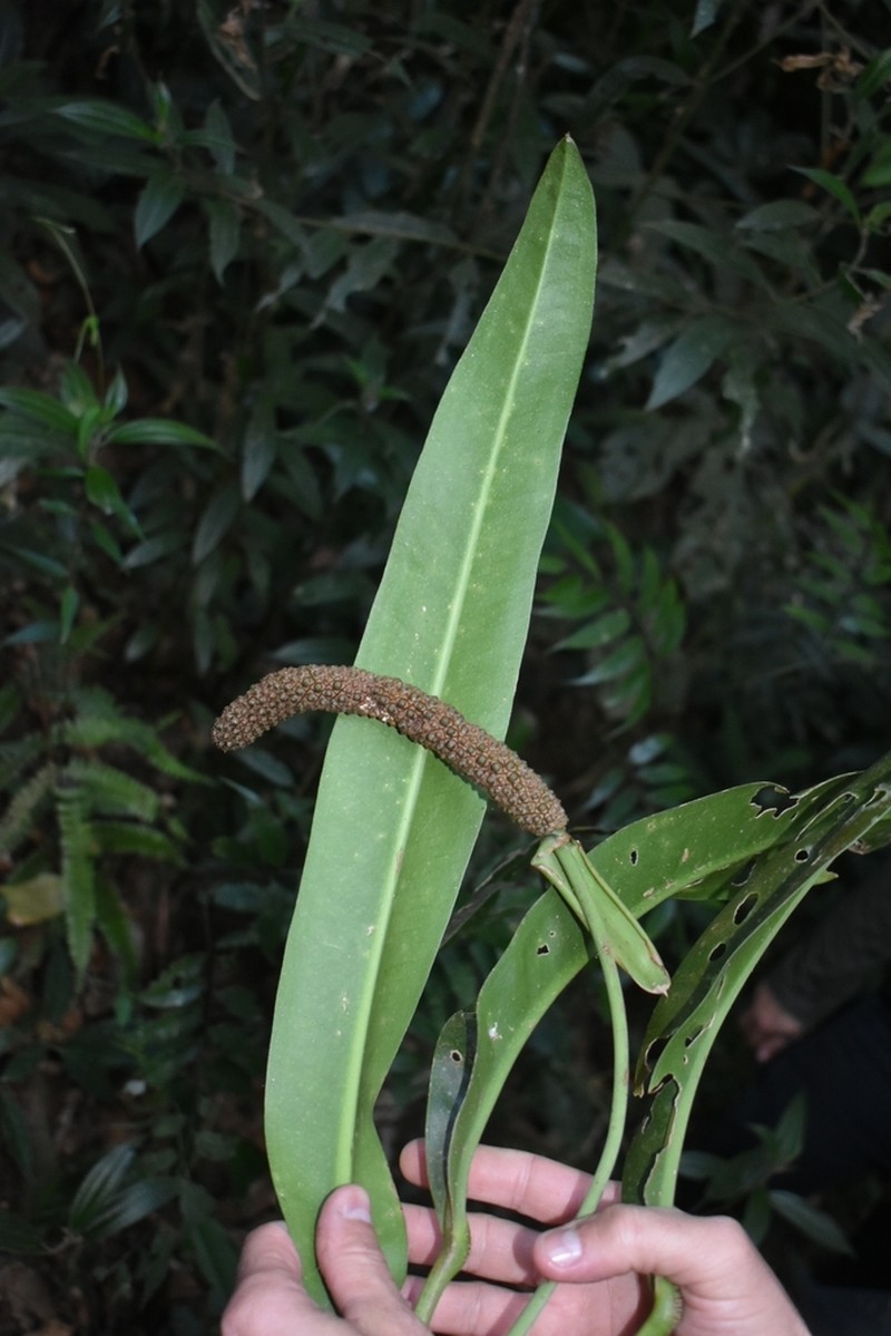Anthurium longifolium photo 7