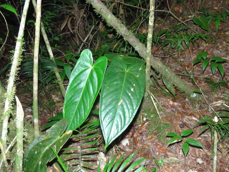 Anthurium longipeltatum