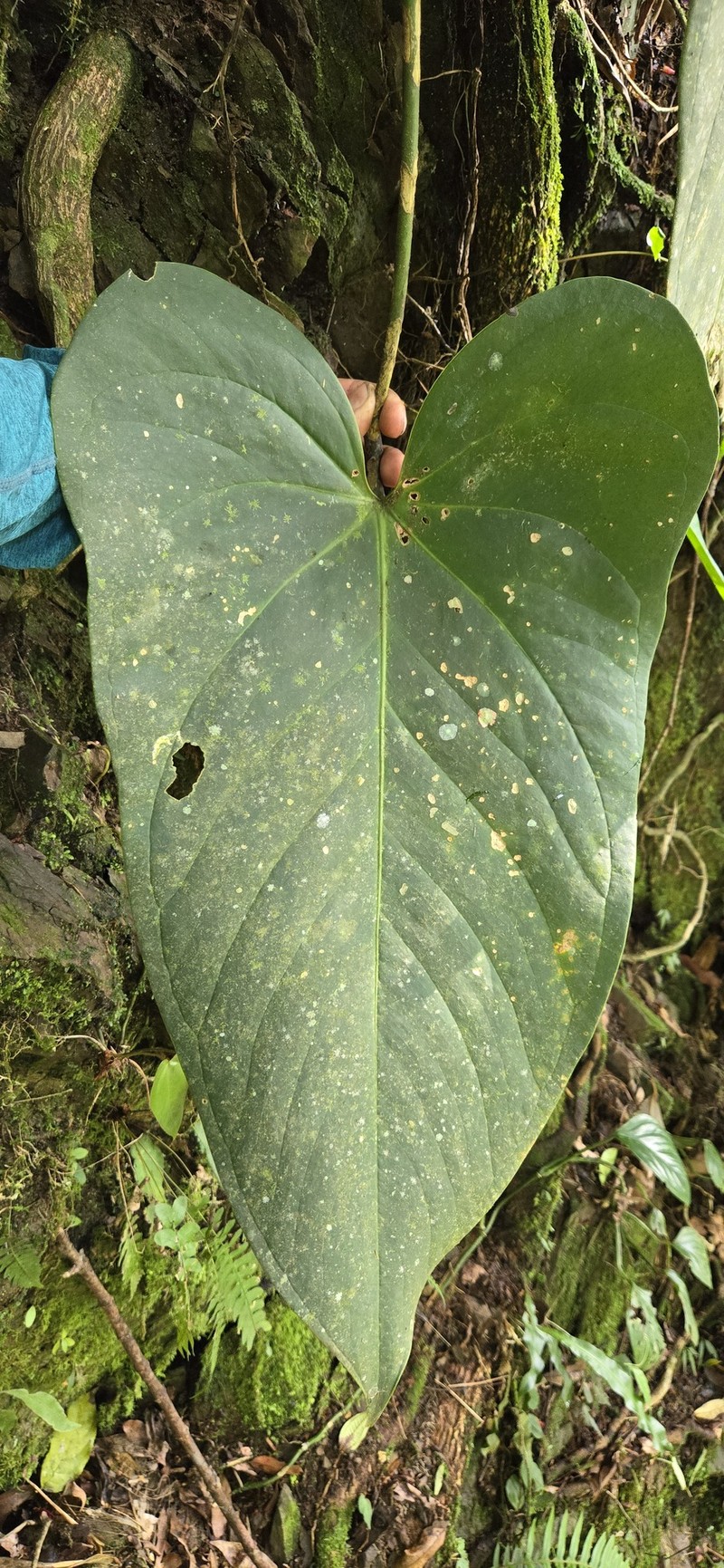 Anthurium longipeltatum photo 3