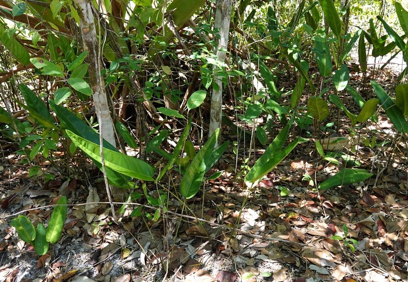 Anthurium longipes