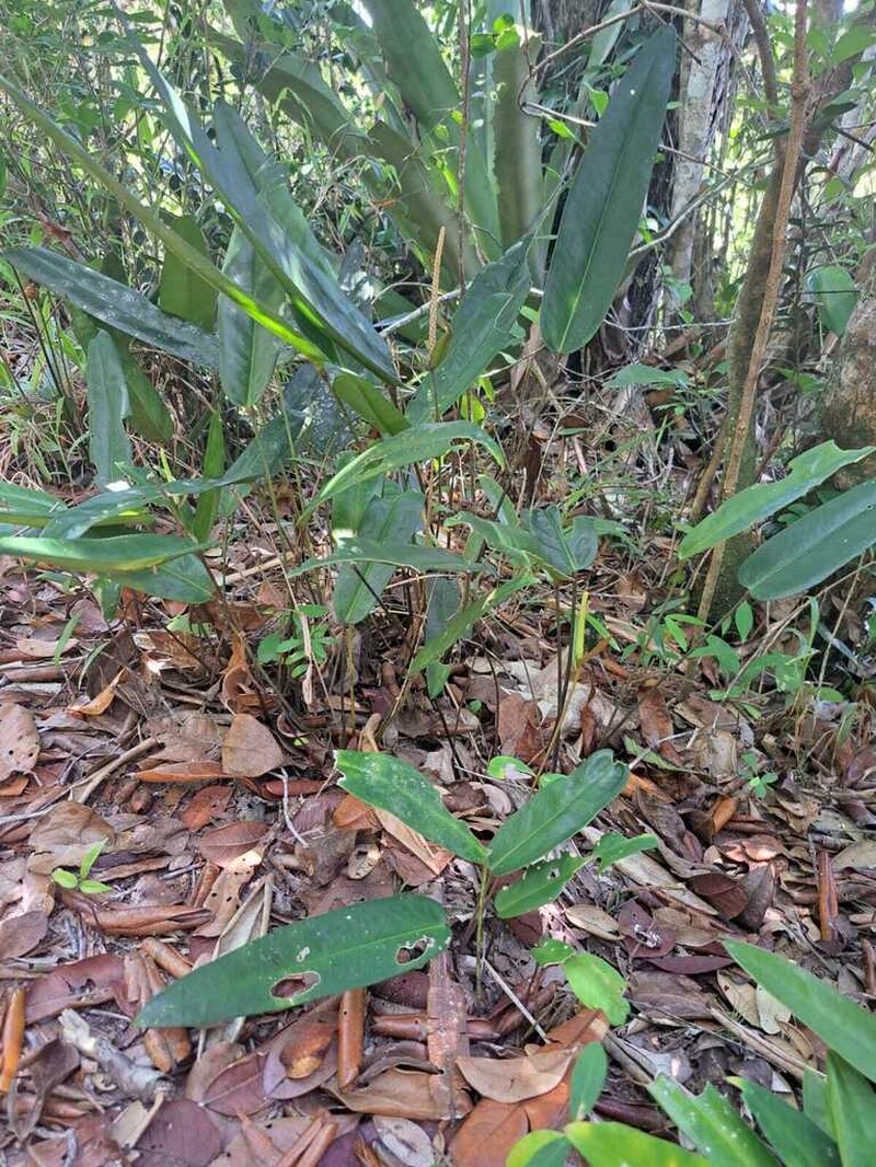 Anthurium longipes photo 4