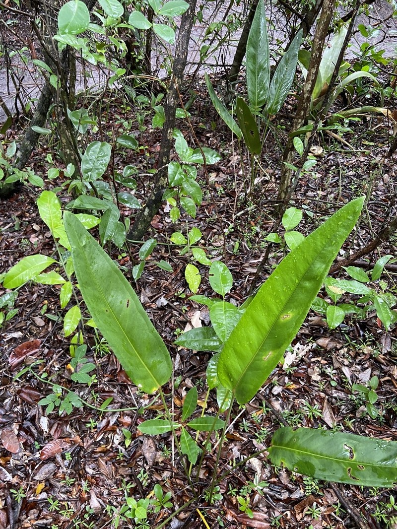 Anthurium longipes photo 5