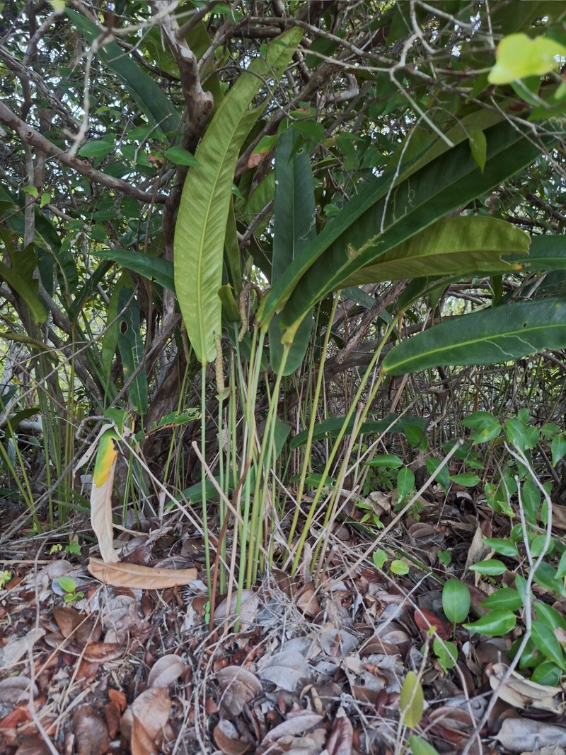 Anthurium longipes photo 6