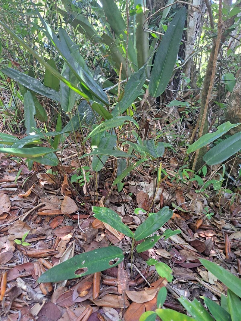 Anthurium longipes photo 7