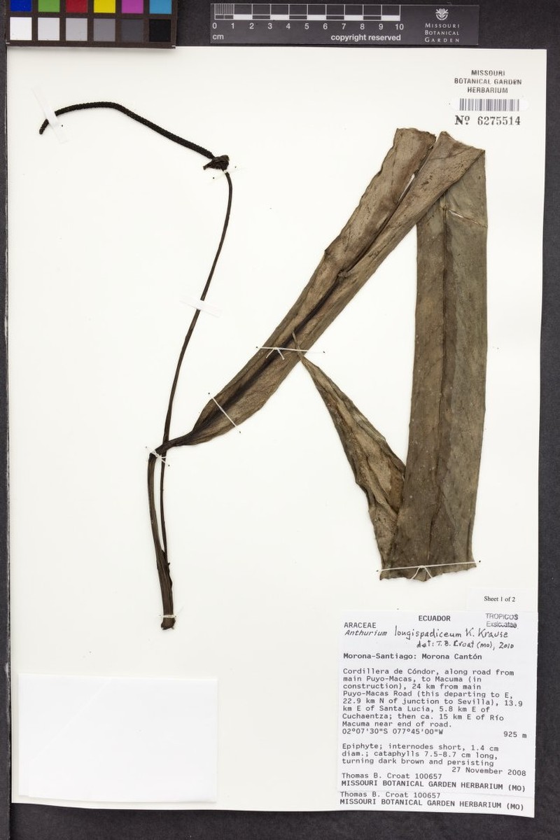 Anthurium longispadiceum