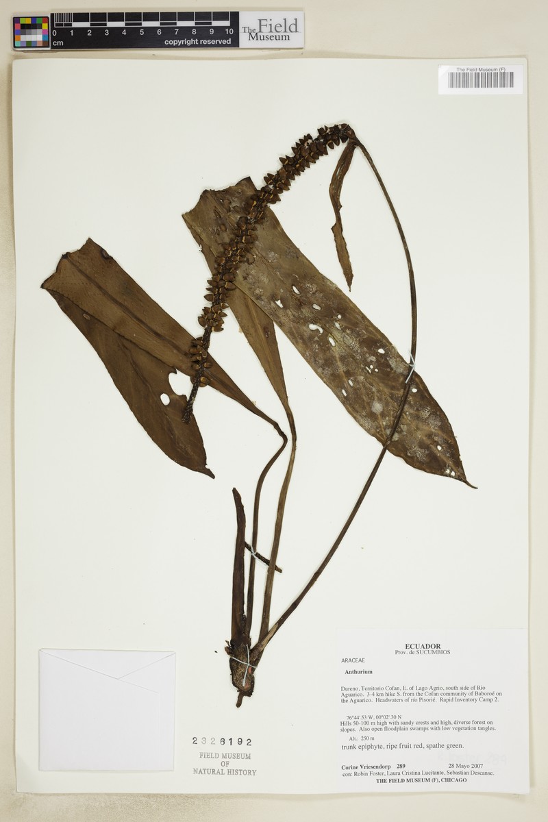 Anthurium longispadiceum photo 3
