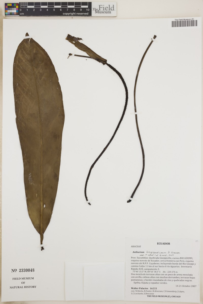 Anthurium longispadiceum photo 4