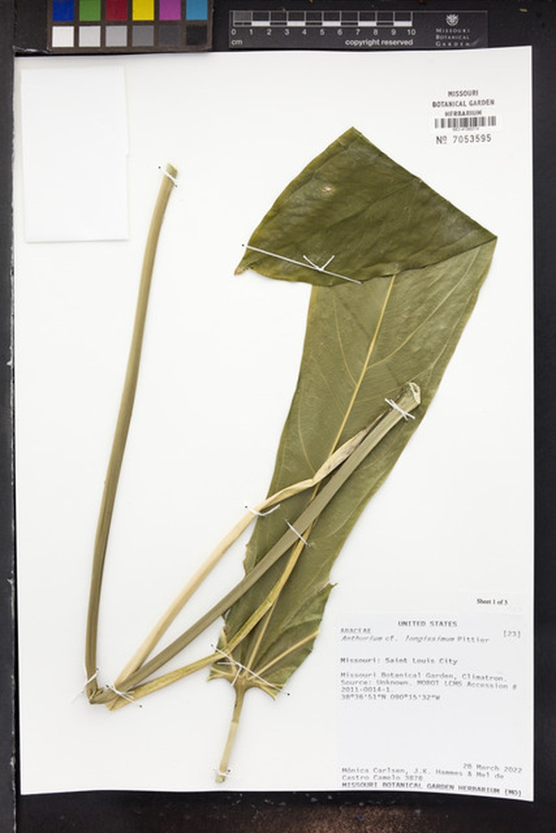 Anthurium longissimum photo 2