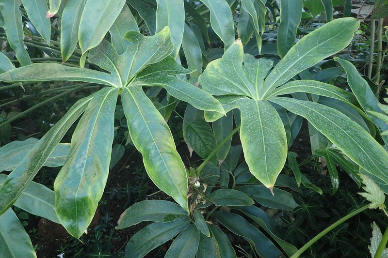 Anthurium longissimum