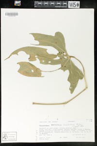 Anthurium longissimum