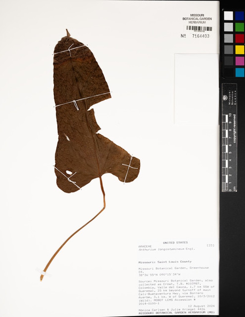 Anthurium longistamineum