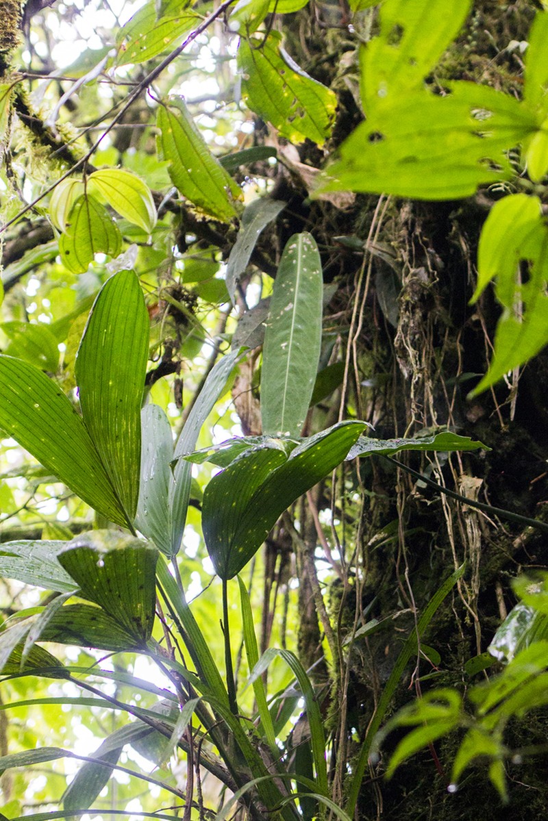 Anthurium longistipitatum photo 5