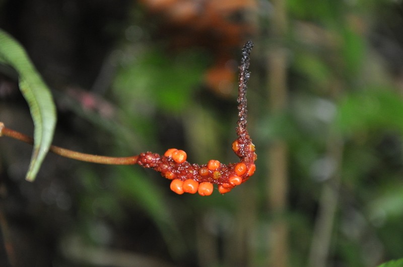 Anthurium longistipitatum photo 7