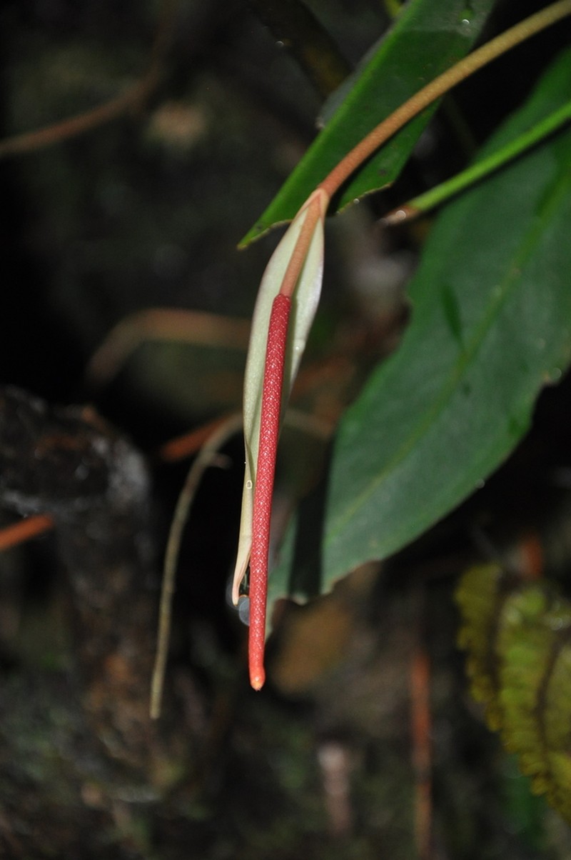 Anthurium longistipitatum photo 2