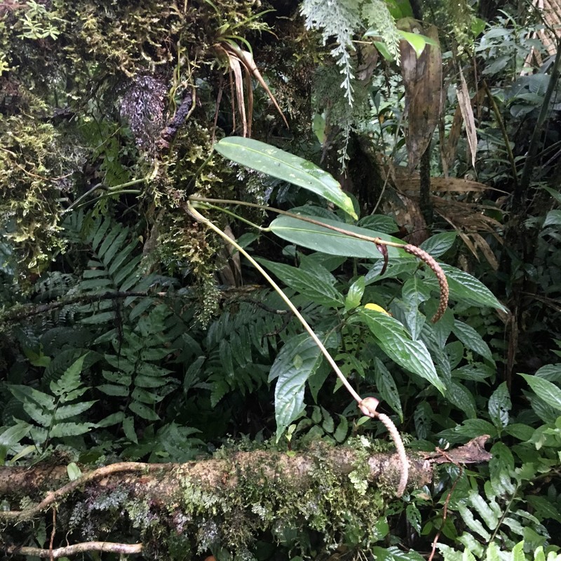 Anthurium longistipitatum photo 4