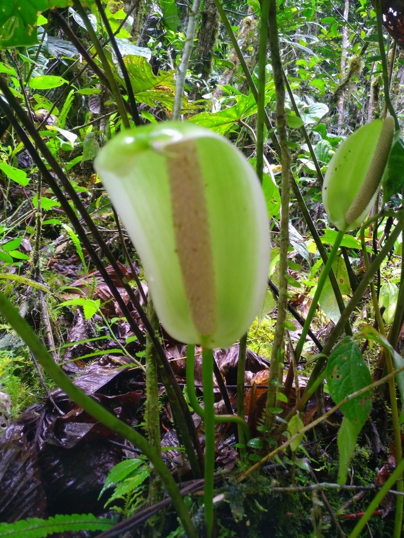 Anthurium longistrorsum
