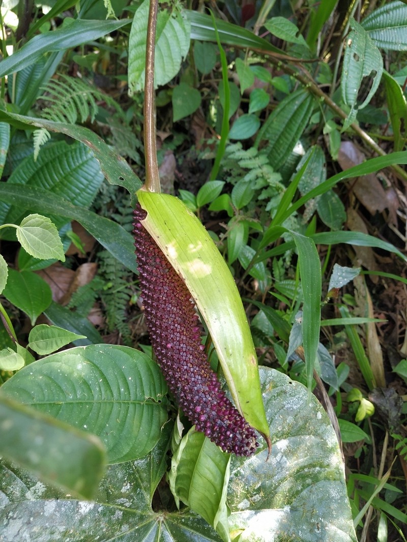 Anthurium longistrorsum photo 2