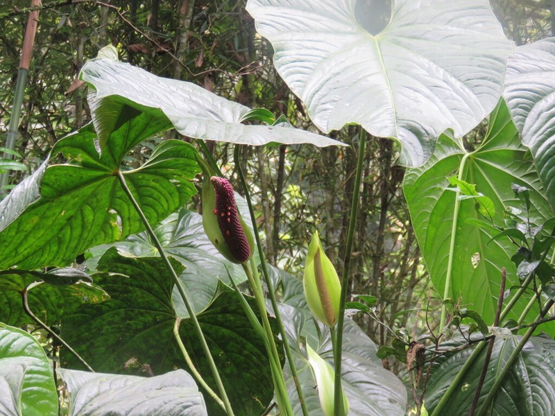 Anthurium longistrorsum photo 3