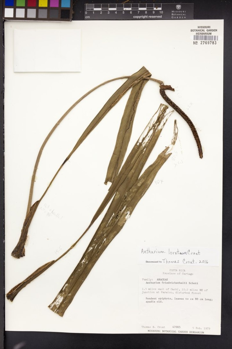 Anthurium loratum
