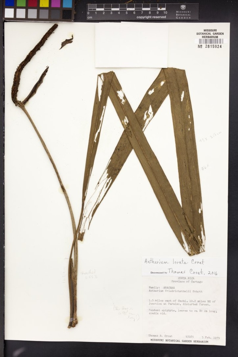 Anthurium loratum photo 2