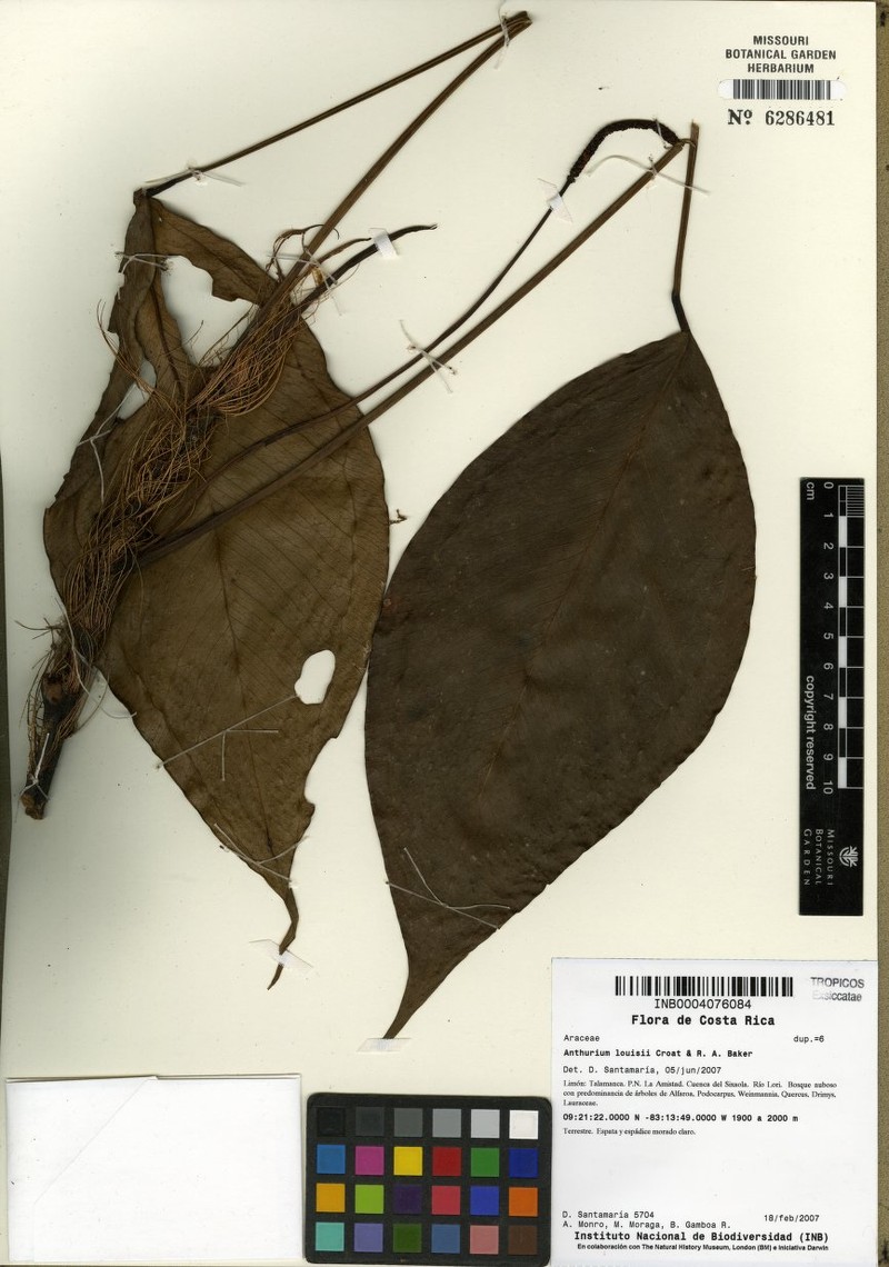 Anthurium louisii