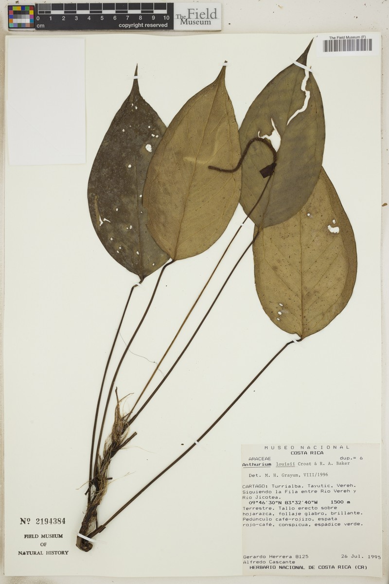 Anthurium louisii photo 2