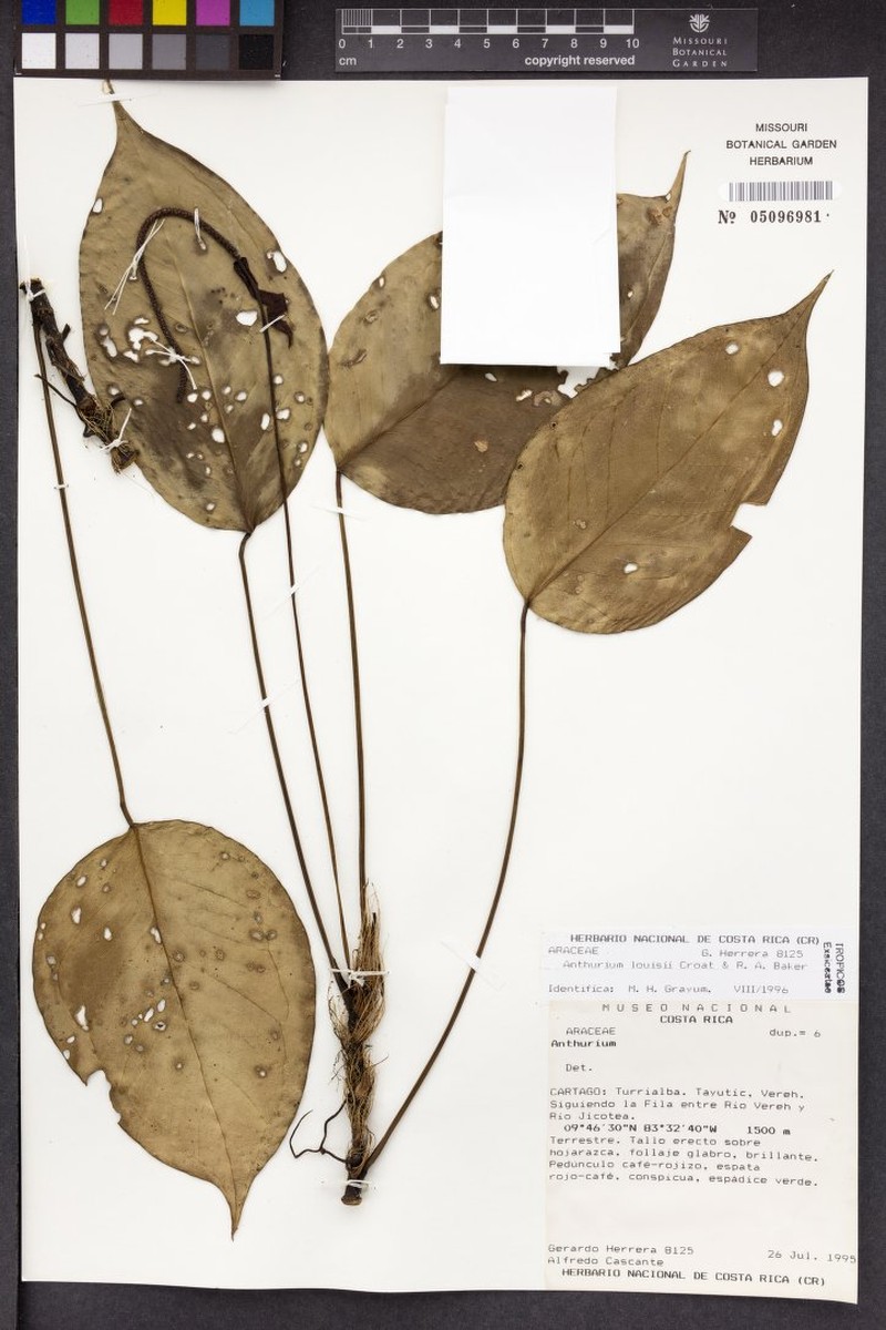 Anthurium louisii photo 3