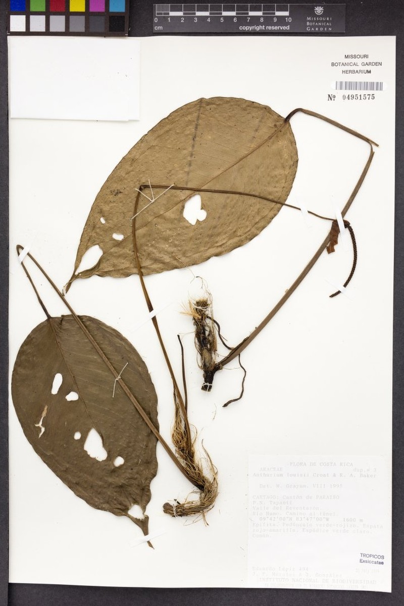Anthurium louisii photo 4