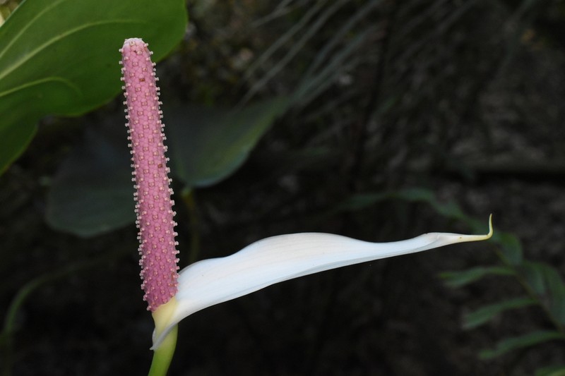 Anthurium lucens