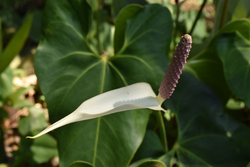 Anthurium lucens photo 2