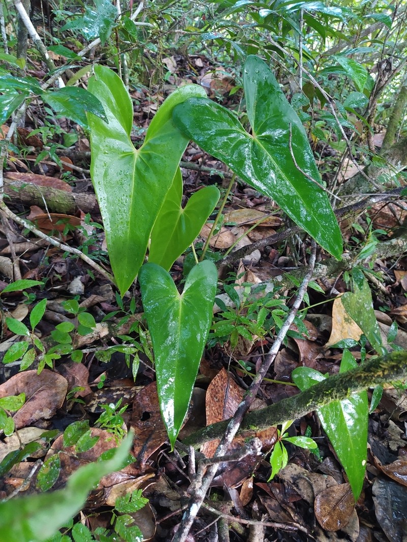 Anthurium lucens photo 3