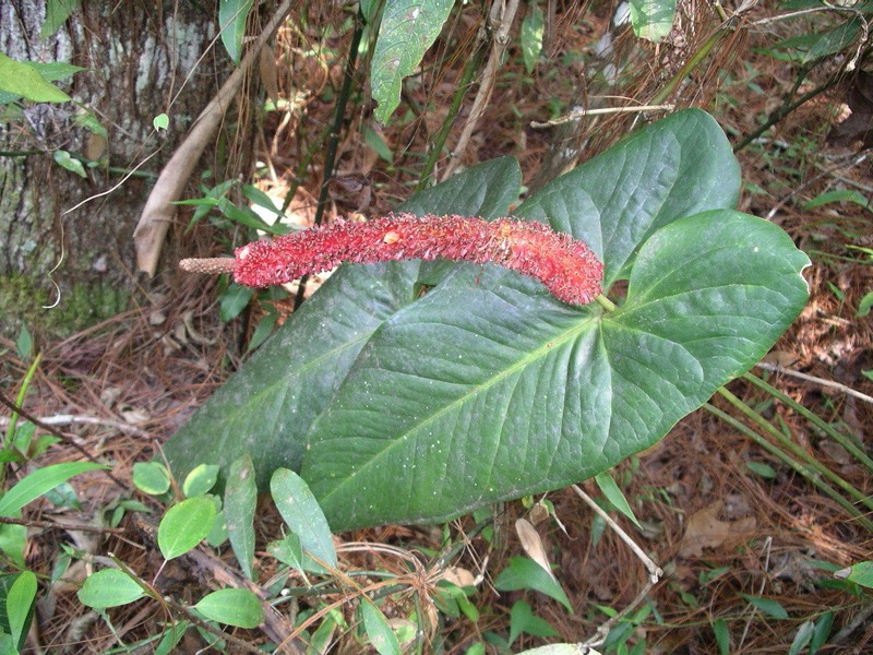 Anthurium lucens photo 4