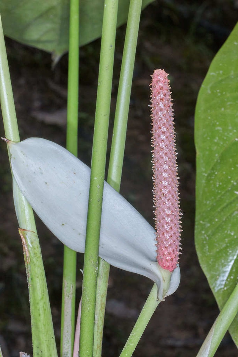 Anthurium lucens photo 5