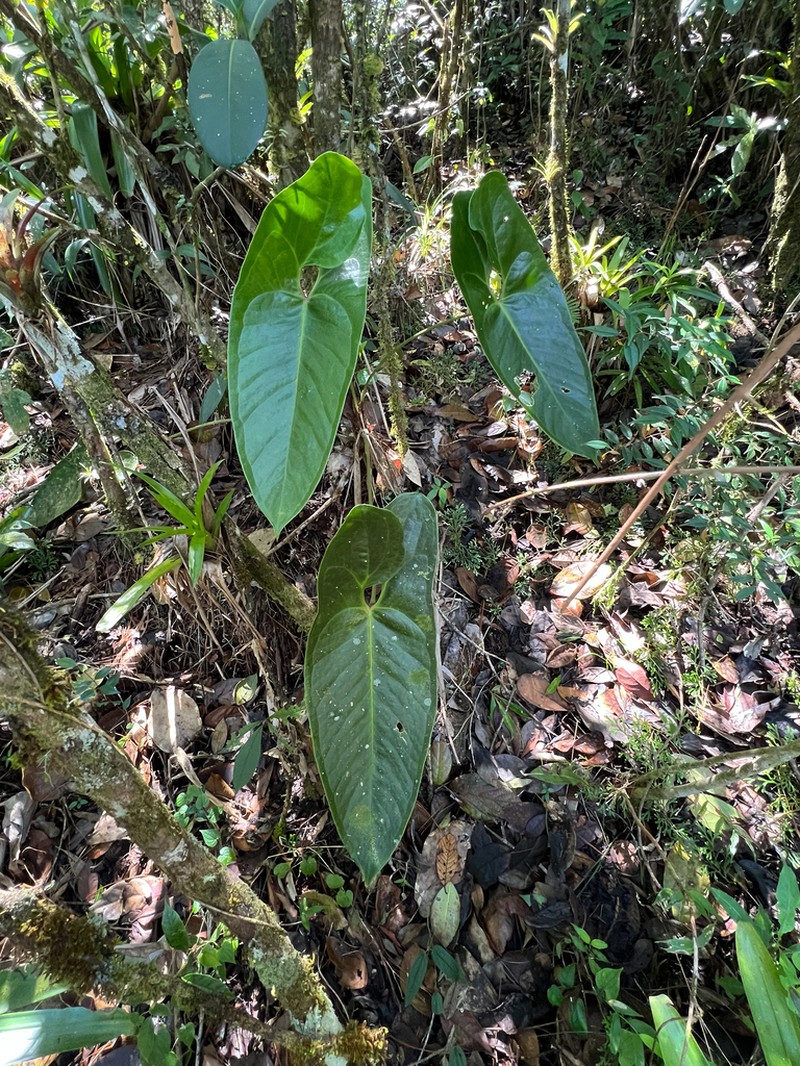 Anthurium lucens photo 6
