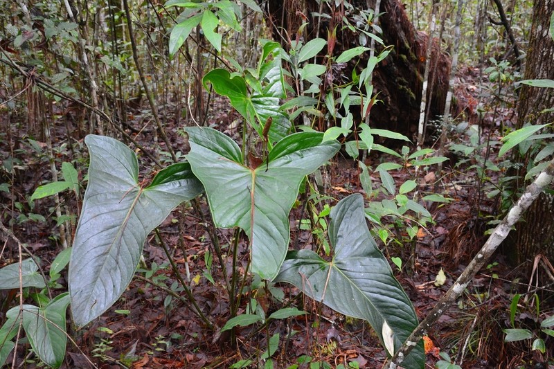 Anthurium lucens photo 7