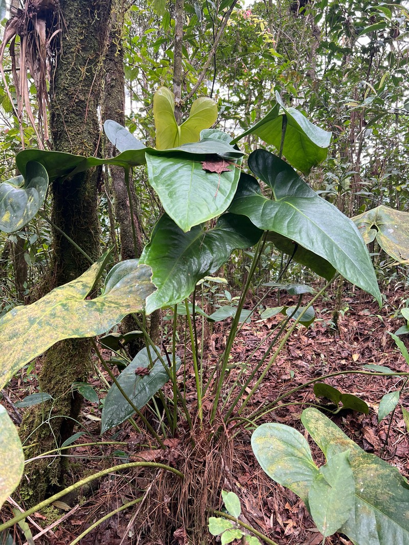Anthurium lucens photo 8