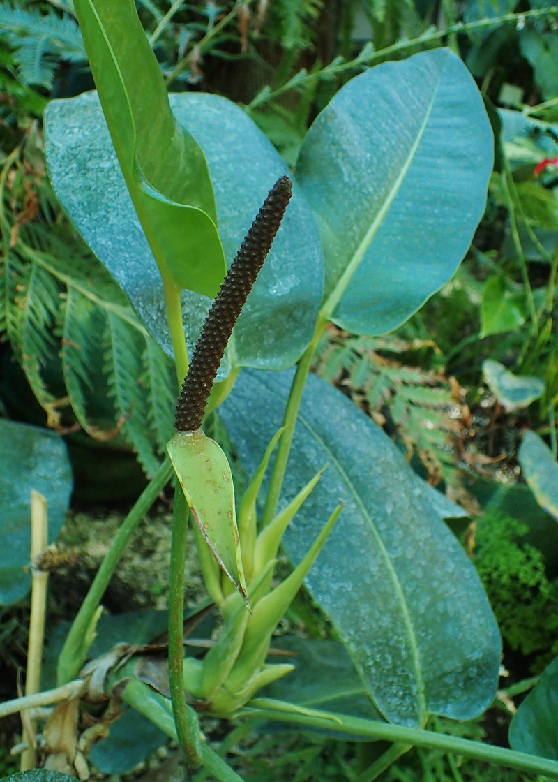 Anthurium lucidum