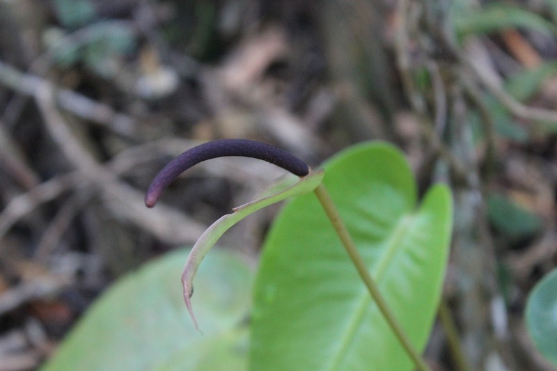 Anthurium lucidum photo 2