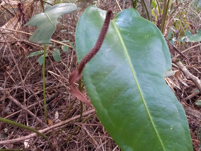 Anthurium lucidum photo 3